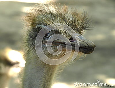 Ostrich Stock Photo