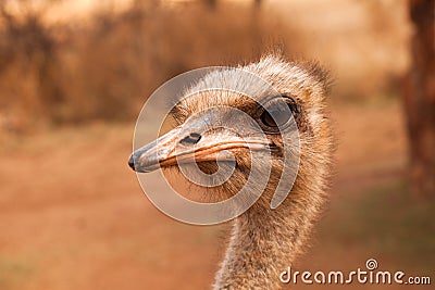 Ostrich Stock Photo