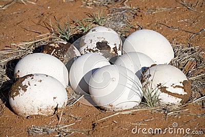 Ostrich eggs Stock Photo