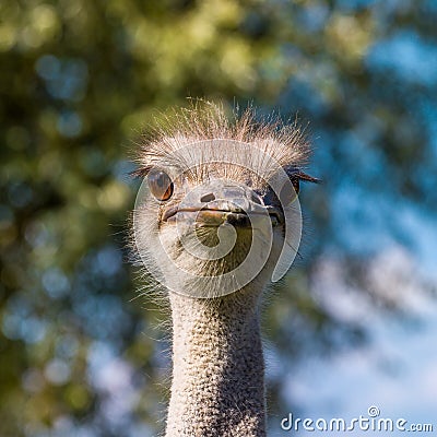 Ostrich eyelashes Stock Photo