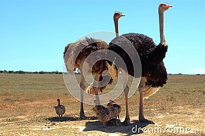 Ostrich family Stock Photo