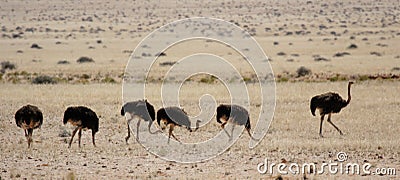 Ostrich family Stock Photo