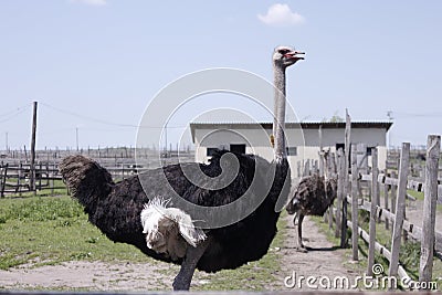 Ostrich family behind fence ostrich farm Stock Photo