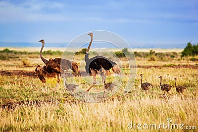 Ostrich family on savanna, Amboseli, Kenya Stock Photo