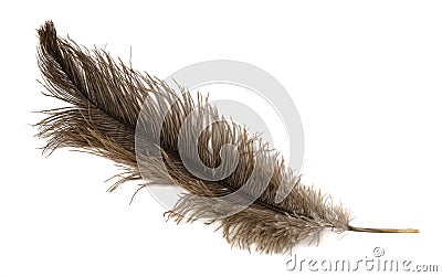 Ostrich feather Stock Photo