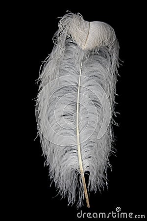 Ostrich Feather Plume Stock Photo