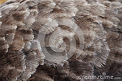 Ostrich Feathers Stock Photo