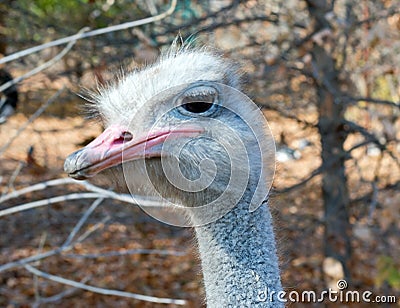 Ostrich female head Stock Photo