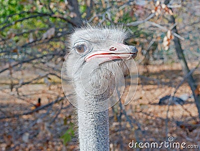 Ostrich female head Stock Photo