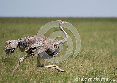 Ostrich Female Running Stock Photo