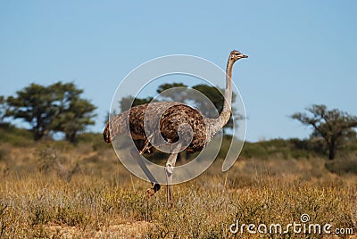 Ostrich female (Struthio camelus) Stock Photo