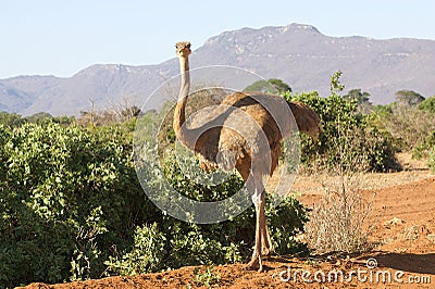 Ostrich female (Struthio camelus) Stock Photo