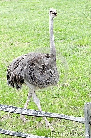 Ostrich Stock Photo