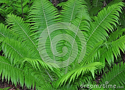 Ostrich fern Matteuccia struthiopteris Stock Photo