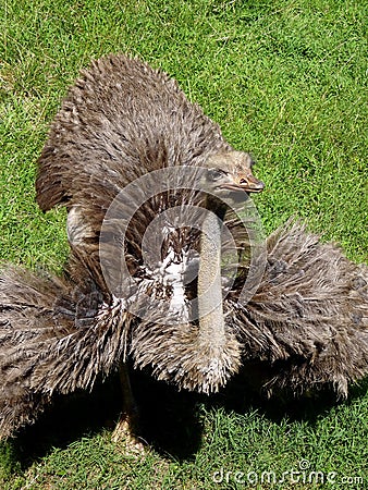 Ostrich Flaunting its Feathers Stock Photo