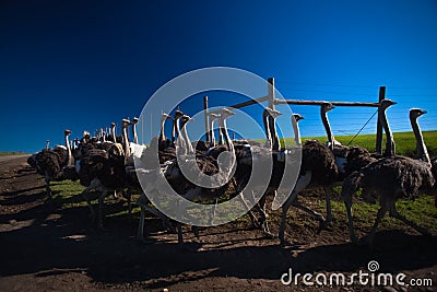 Ostrich Flock Birds Stock Photo