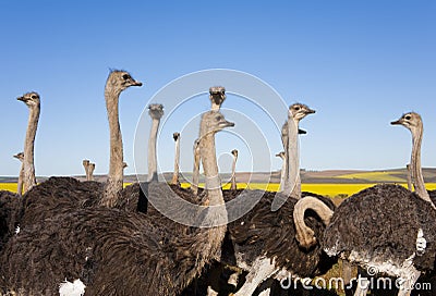 Ostrich Flock Stock Photo