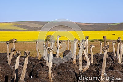 Ostrich Flock, South Africa Stock Photo