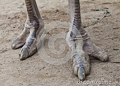 Ostrich foot Stock Photo