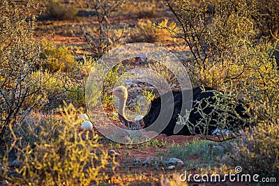 Ostrich guarding its eggs in the Kalahari desert of Namibia Stock Photo