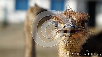 Ostrich head closeup. Stock Photo