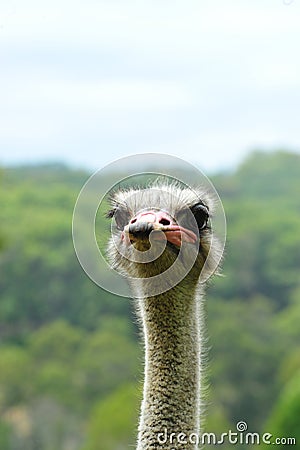 Ostrich head Stock Photo
