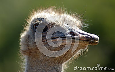 Ostrich head portrait Stock Photo