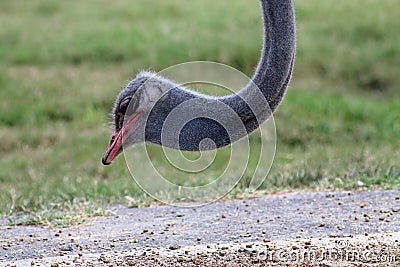 Ostrich head Stock Photo