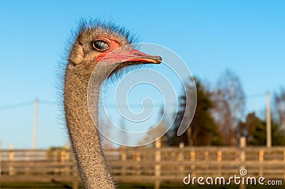 The ostrich head with visibility of the third eyelid of the eye of white color Stock Photo