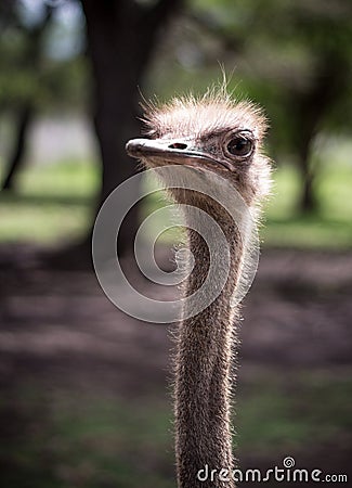 Ostrich head Stock Photo