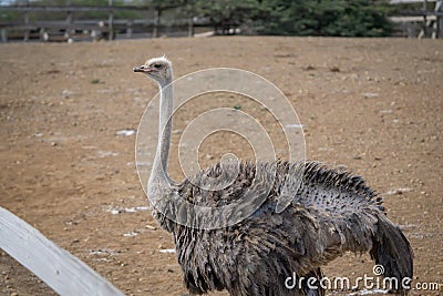 Ostrich inside fence Stock Photo