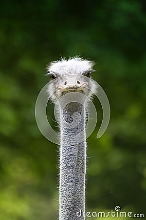 Ostrich isolated on green background Stock Photo
