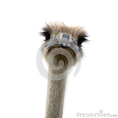 Ostrich isolated on white background Stock Photo