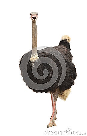 Ostrich isolated Stock Photo
