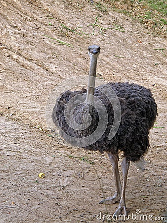 Ostrich Stock Photo