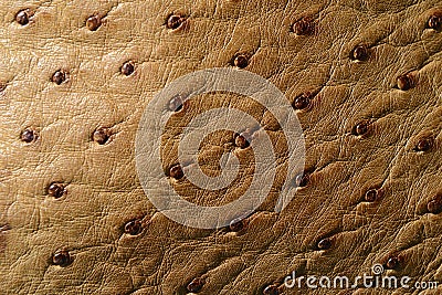 Ostrich Leather Stock Photo