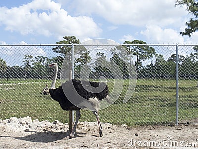 Ostrich Stock Photo