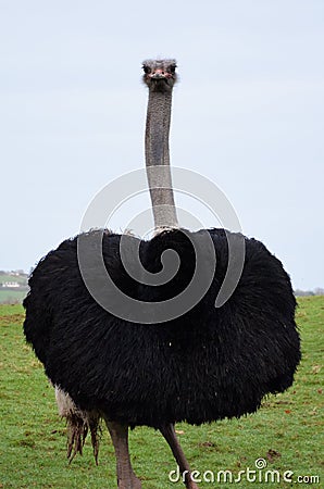 Ostrich looking curious and funny Stock Photo