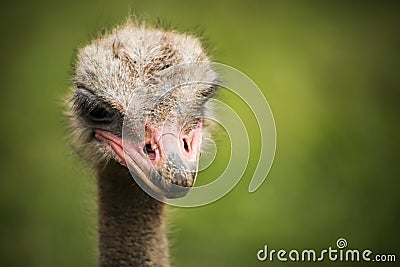 Ostrich looking menacingly to the camera Stock Photo