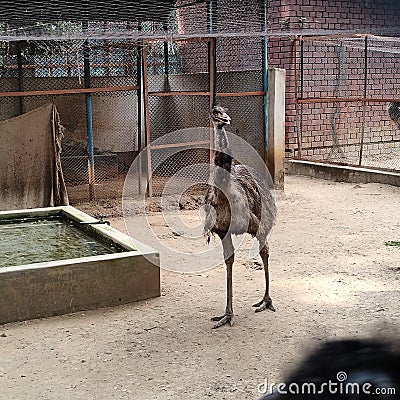 Ostrich looking outside view Stock Photo