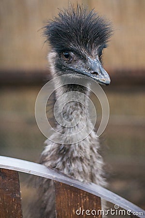 Ostrich looks at the frame Stock Photo