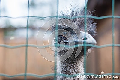 Ostrich looks at the frame Stock Photo