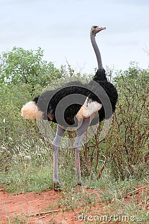 Ostrich Male Stock Photo
