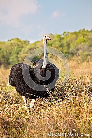 Ostrich male Stock Photo