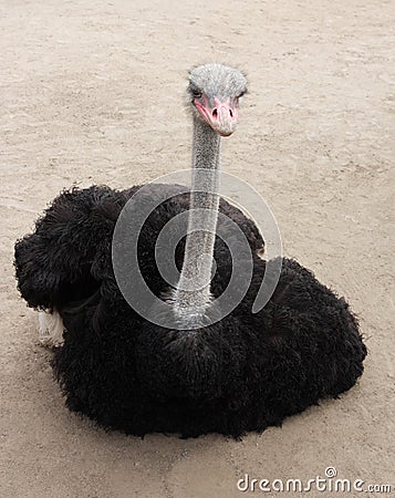 Ostrich male Stock Photo