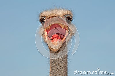 Ostrich male, angry african bird close up Stock Photo