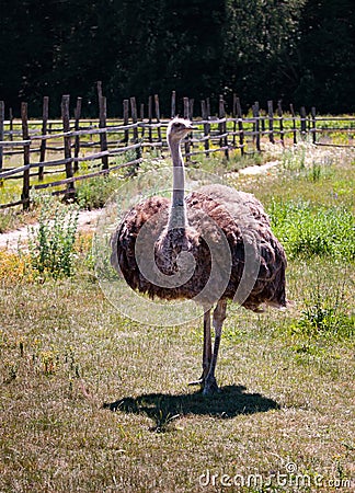 Ostrich male bird in the farm Stock Photo