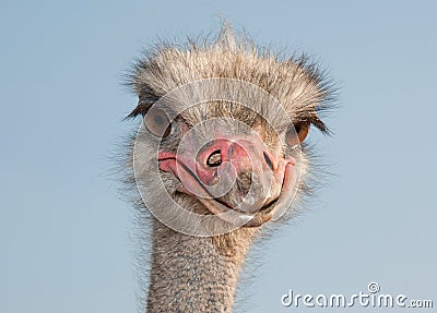 Ostrich male, exotic african bird Stock Photo