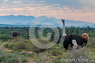 Ostrich Stock Photo