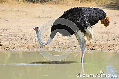 Ostrich male - Fine Feather Fluff Stock Photo